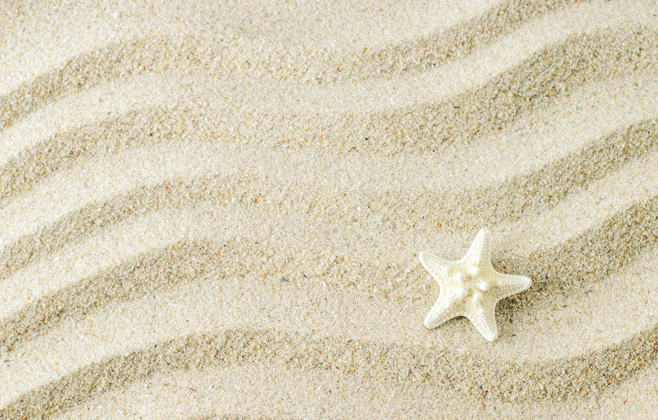 Photo wallpaper sand, background, starfish, beach, texture, background, sand, marine