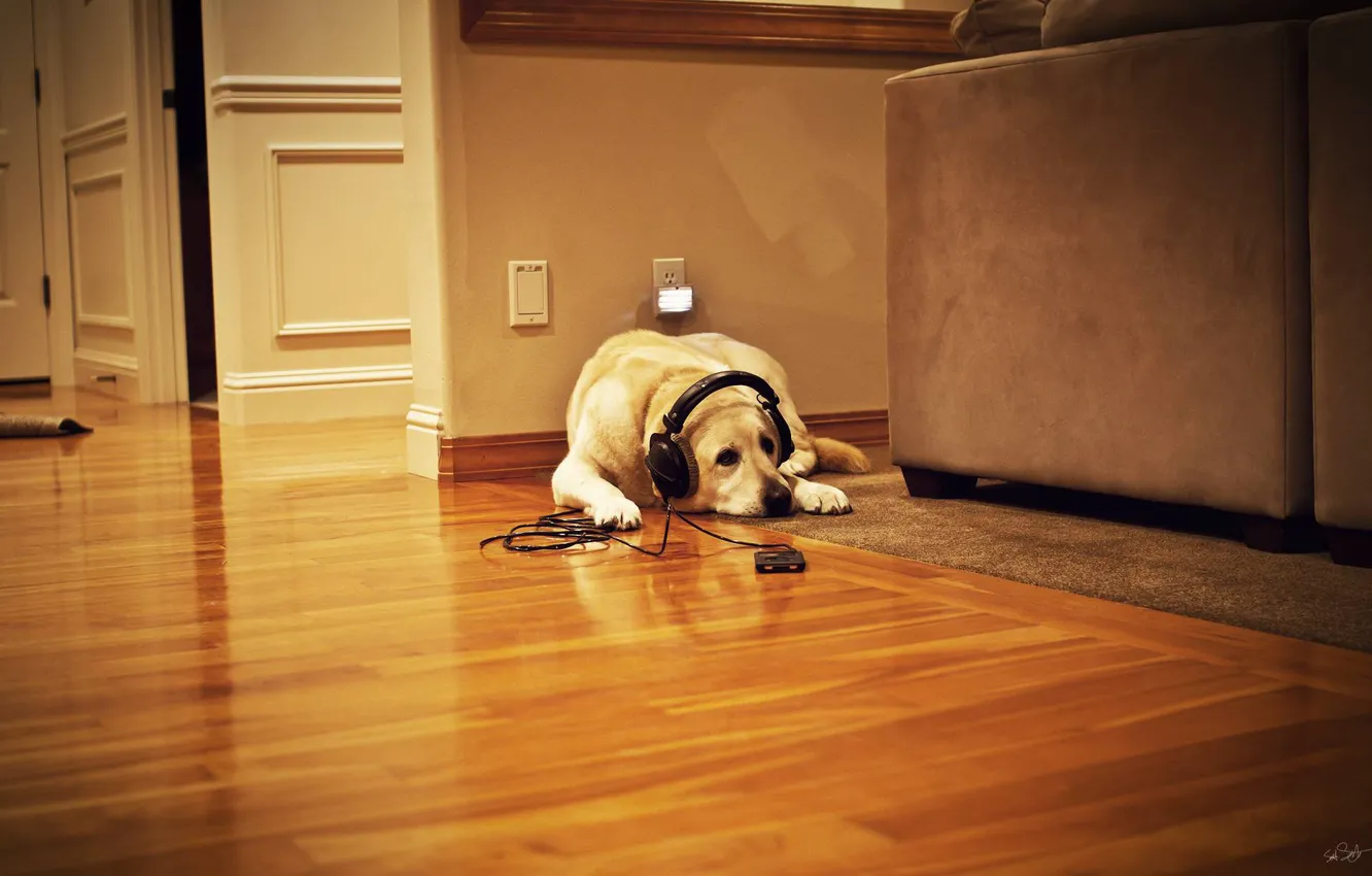 Photo wallpaper room, dog, on the floor, listening to music