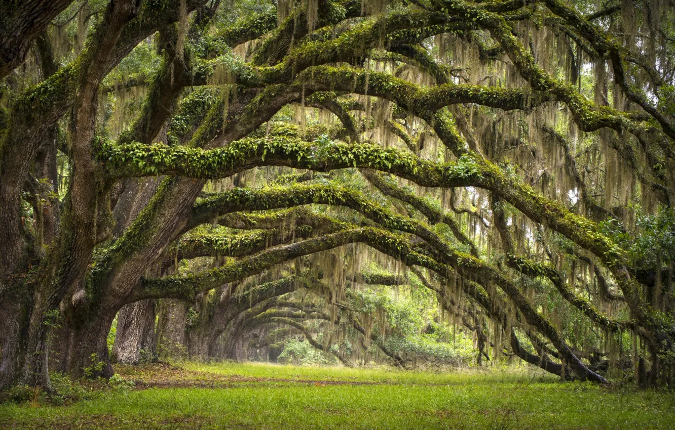 Photo wallpaper trees, South Carolina, USA, alley, oaks, state, Charleston