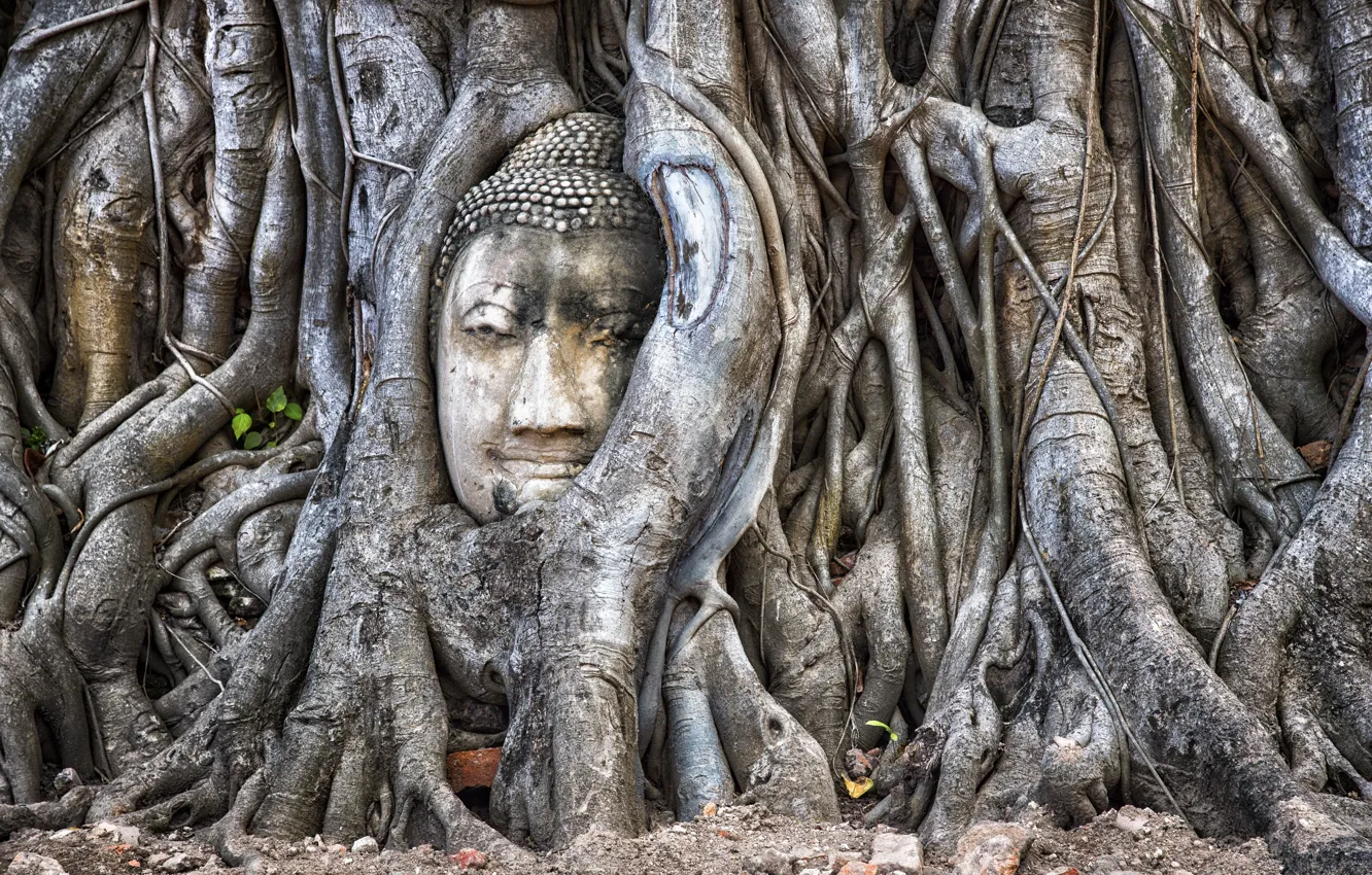 Photo wallpaper tree, Thailand, Ayutthaya