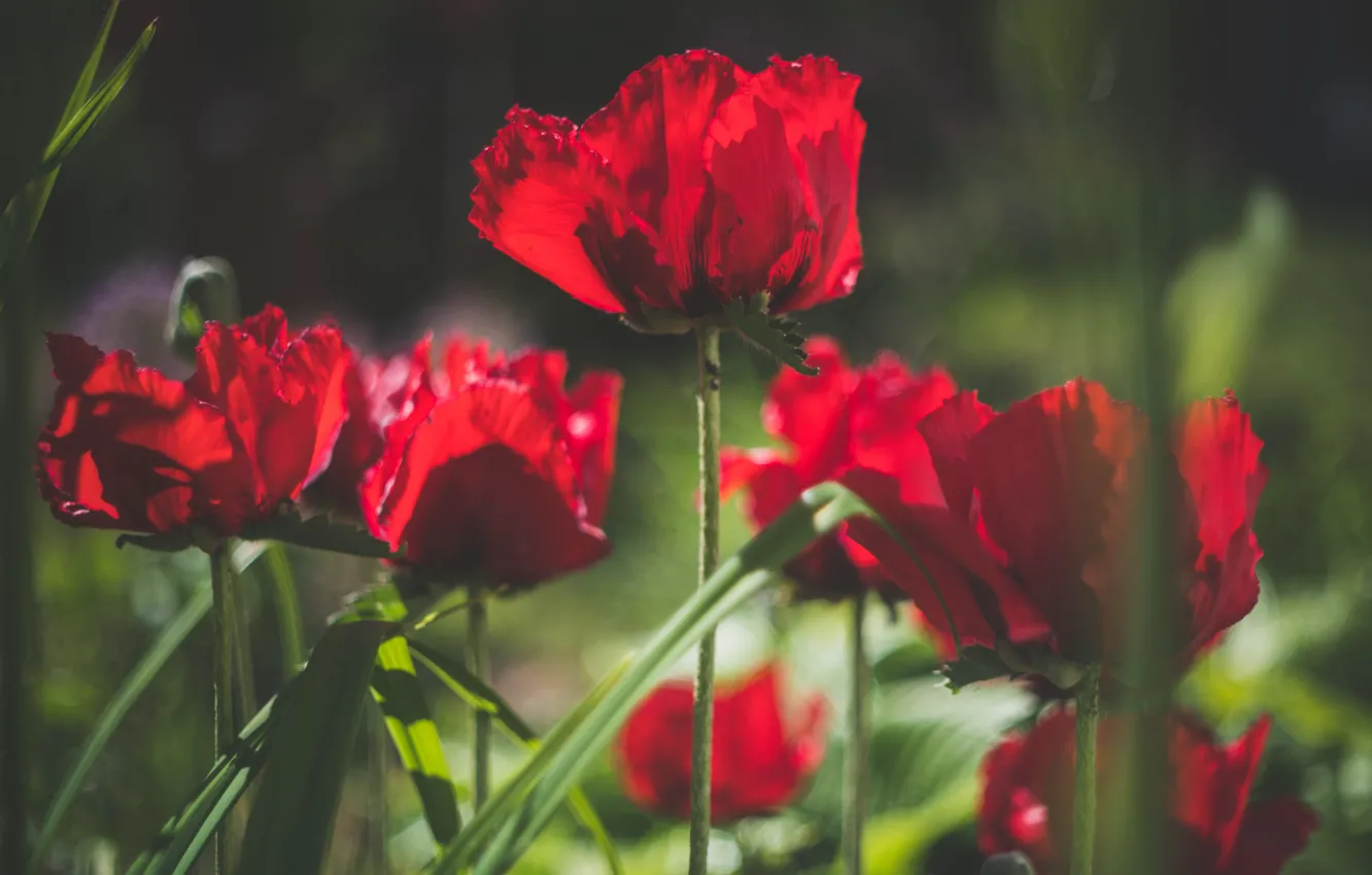 Photo wallpaper light, flowers, red, Maki, bokeh