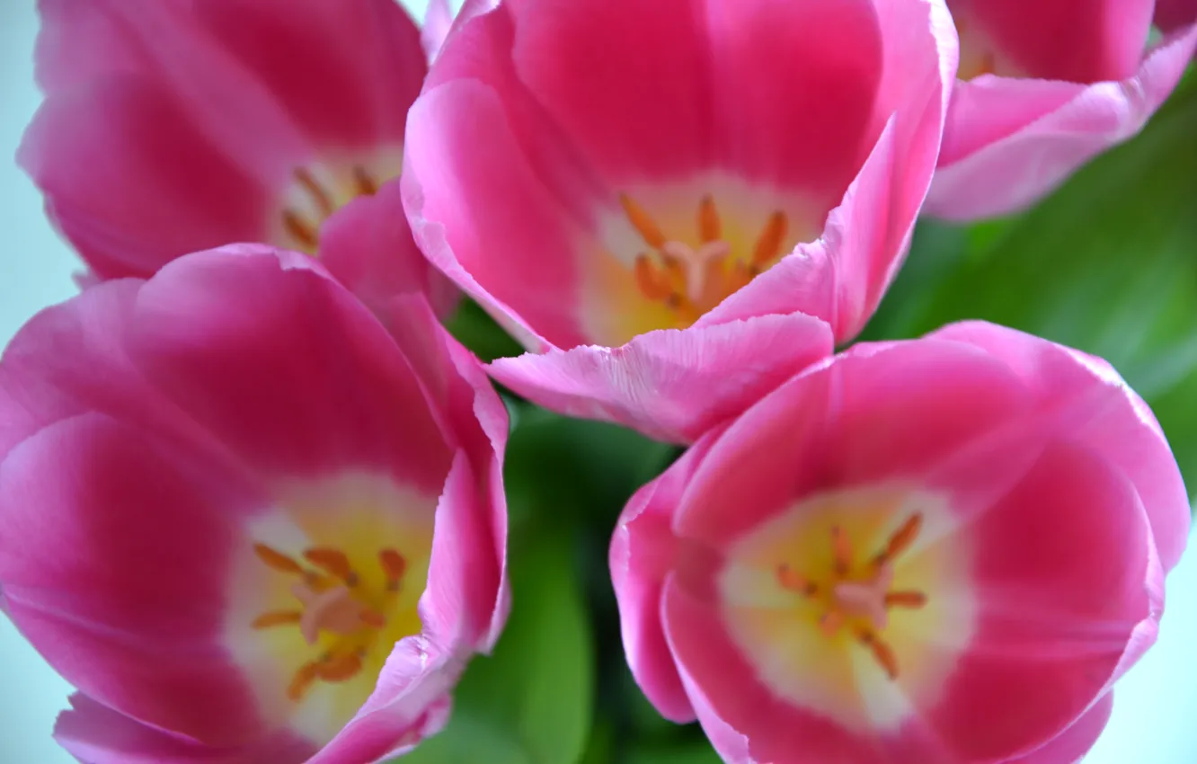 Photo wallpaper flowers, close-up, pink, spring, tulips, bright, buds, closeup