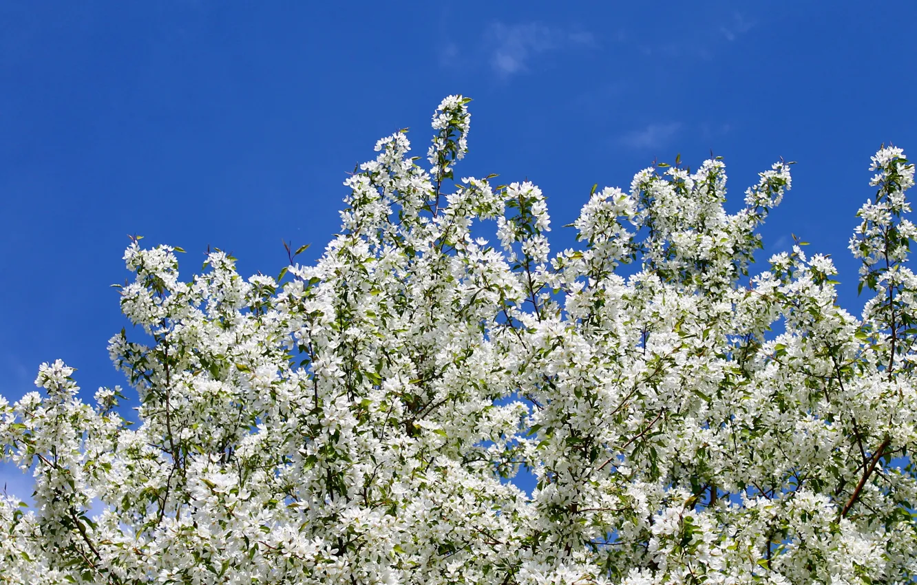 Photo wallpaper white, blue, spring, Apple
