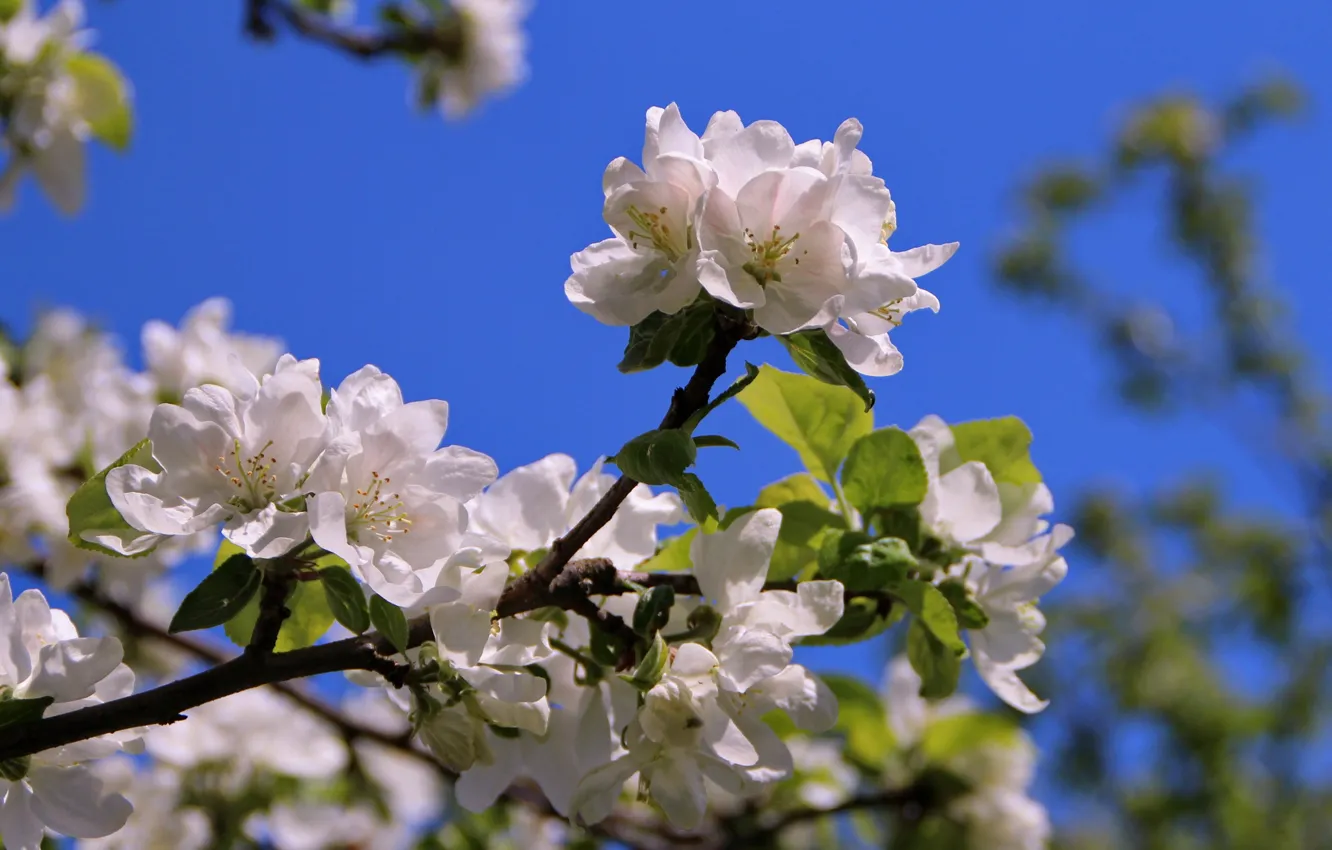 Photo wallpaper macro, trees, joy, flowers, branches, nature, mood, beauty