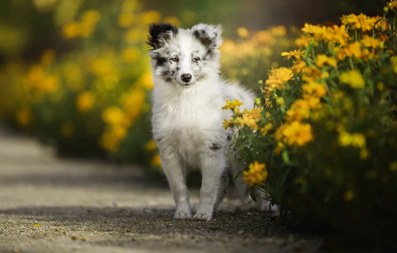 Photo wallpaper white, look, face, flowers, pose, portrait, dog, yellow