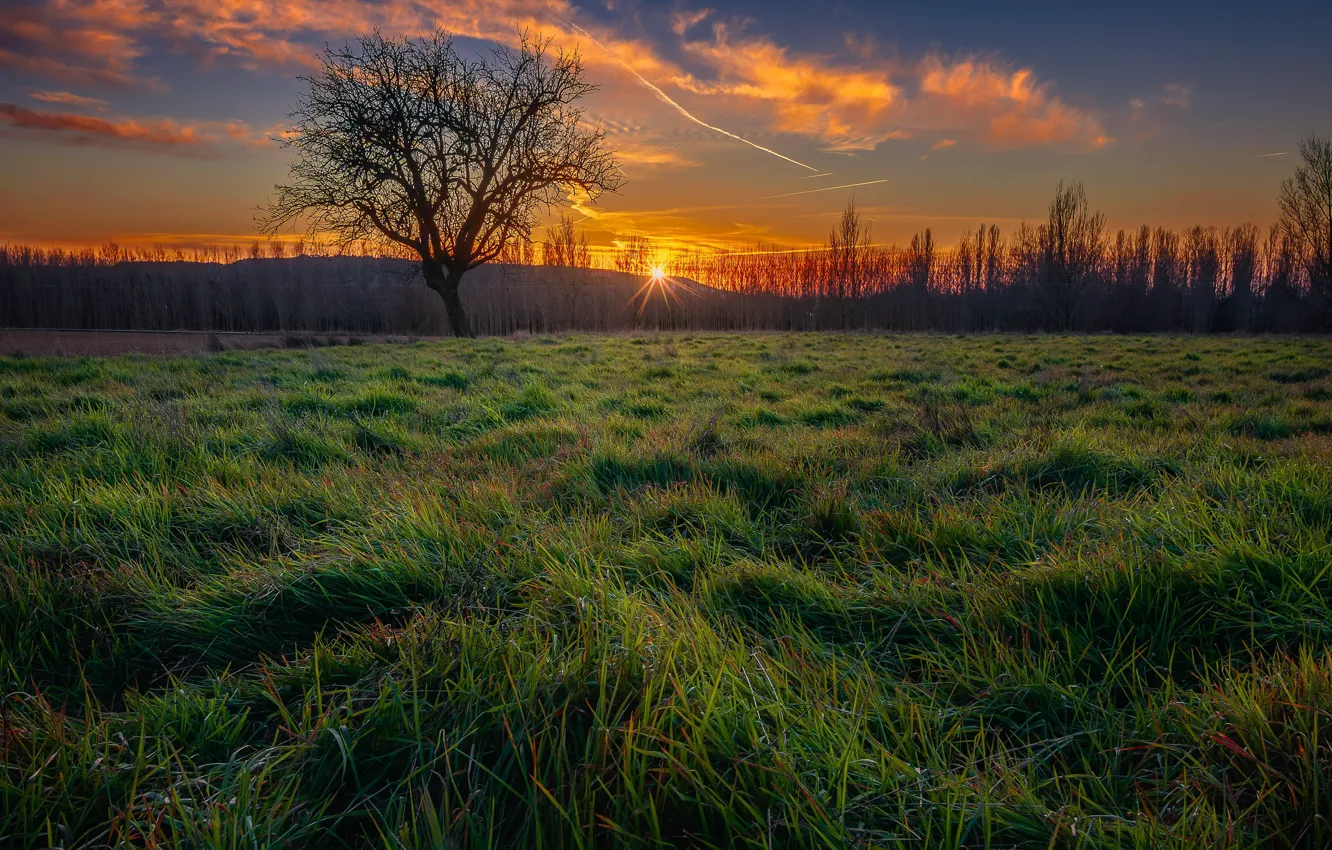 Photo wallpaper field, summer, sunset