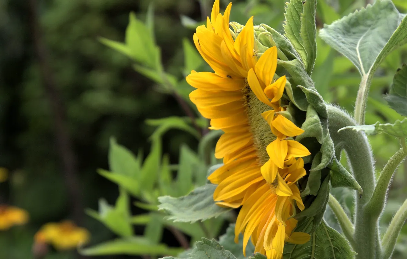 Photo wallpaper leaves, sunflowers, yellow, profile