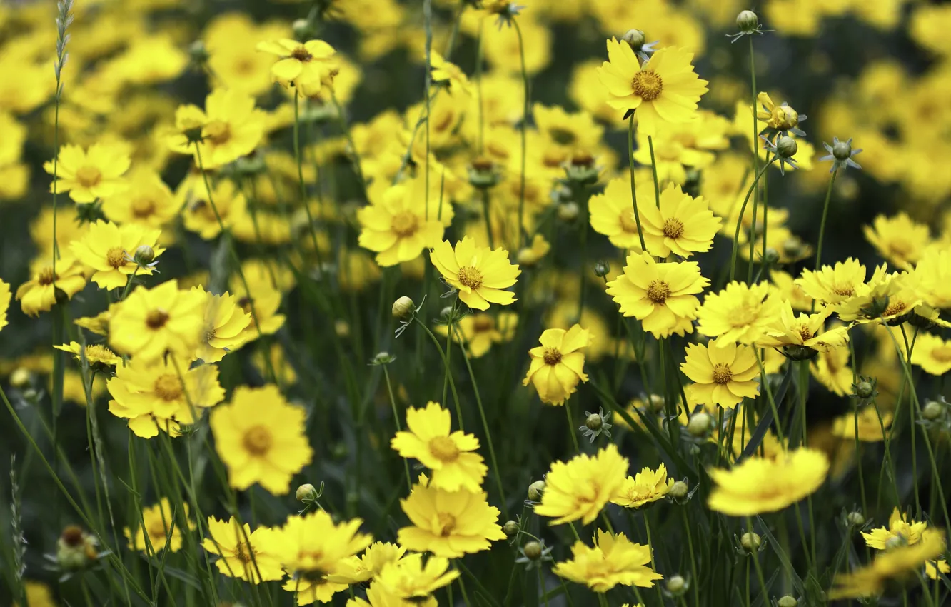 Photo wallpaper field, flowers, yellow, meadow