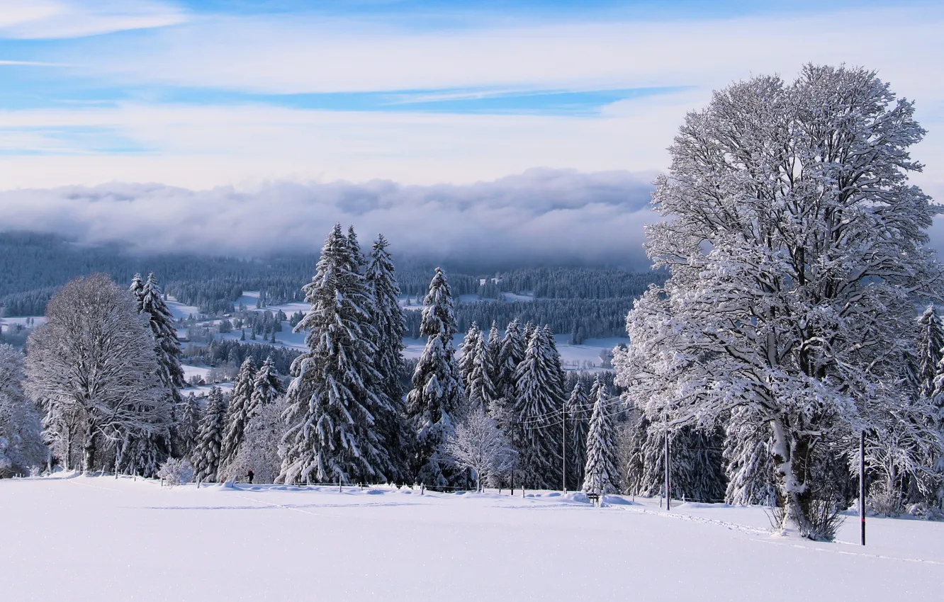 Photo wallpaper winter, frost, forest, the sky, clouds, snow, trees, fog