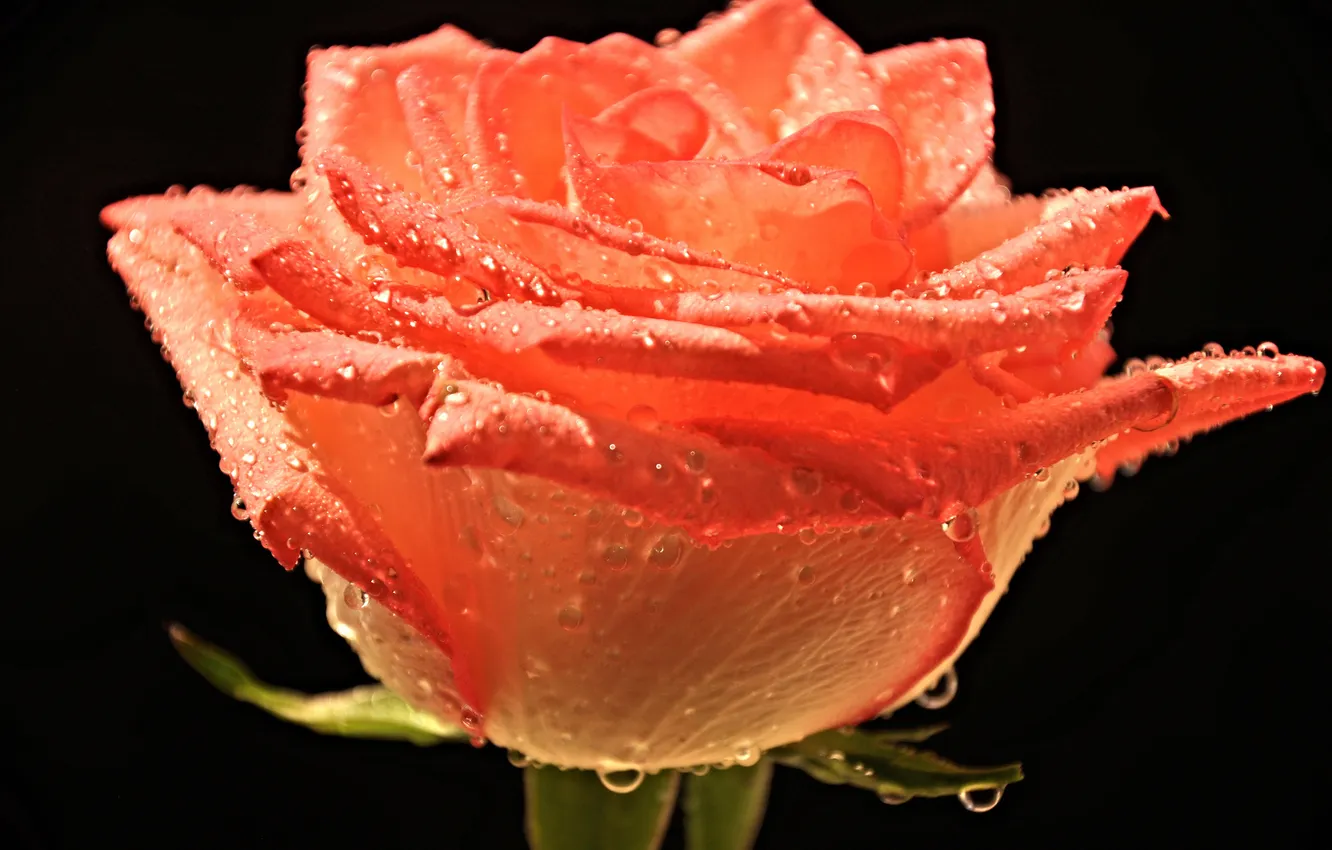 Photo wallpaper water, drops, flowers, Rosa, roses, petals