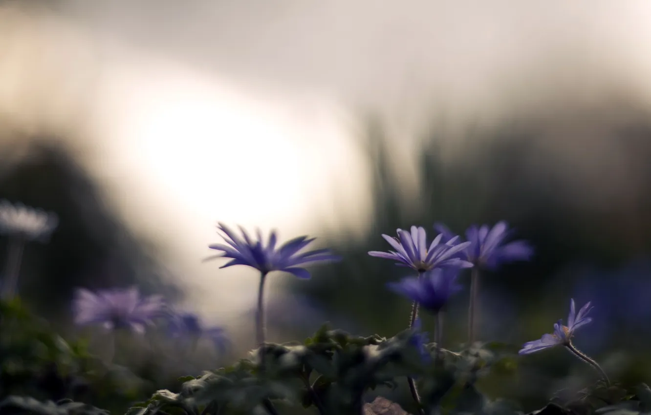 Photo wallpaper summer, flowers, nature