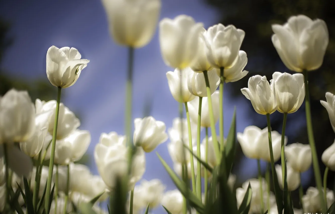 Photo wallpaper flowers, spring, tulips, white