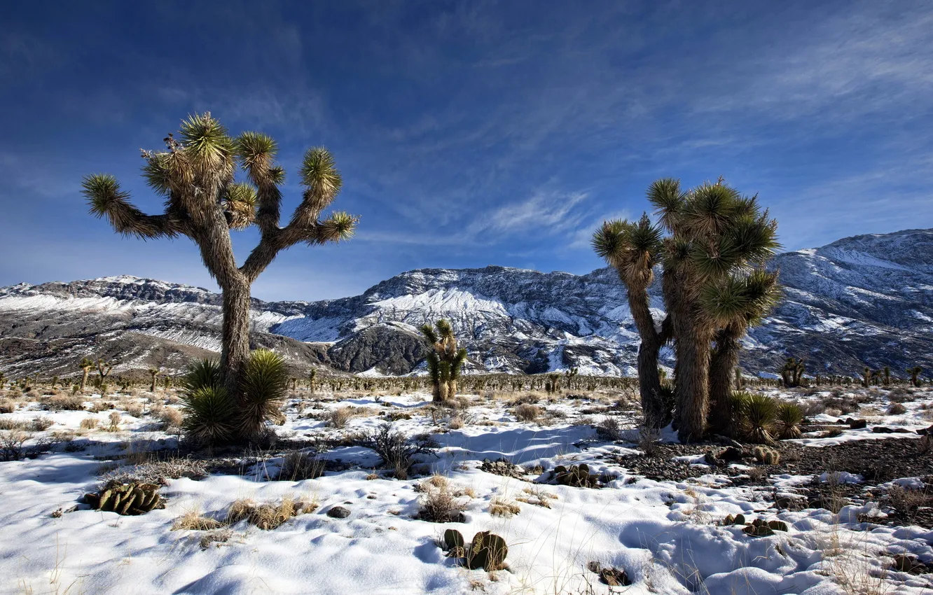 Photo wallpaper snow, trees, landscape