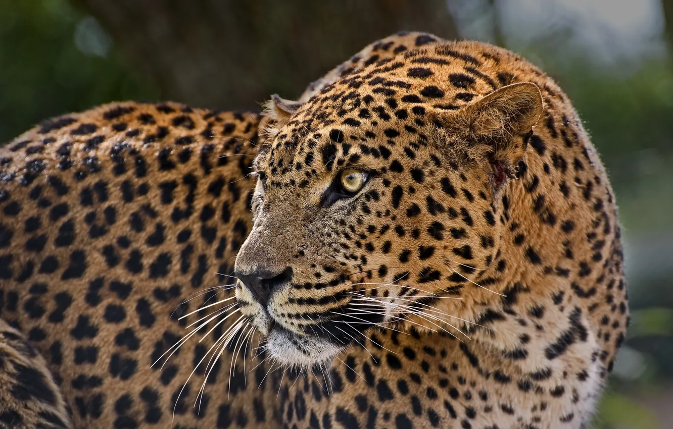 Photo wallpaper predator, spot, leopard, profile, wild cat, alertness
