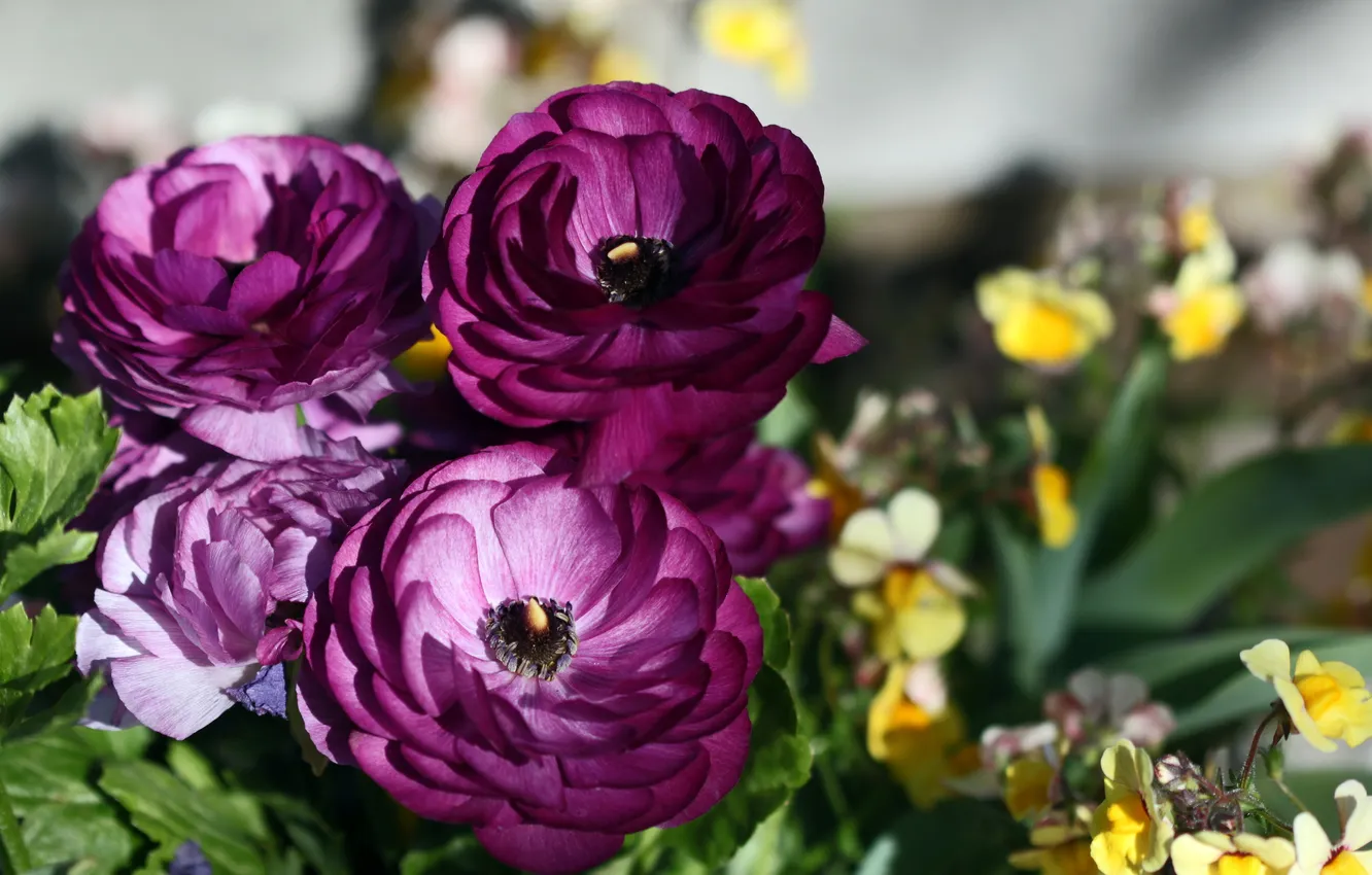 Photo wallpaper flowers, photo, buttercups