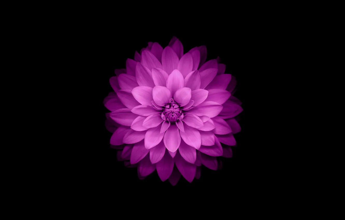 Photo wallpaper flower, purple, iphone, flower, iPhone, ios8, iphone6
