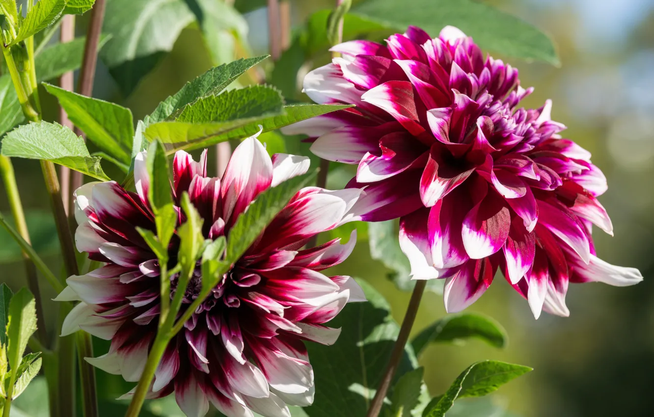 Photo wallpaper leaves, flowers, garden, raspberry, dahlias, Red-white, white