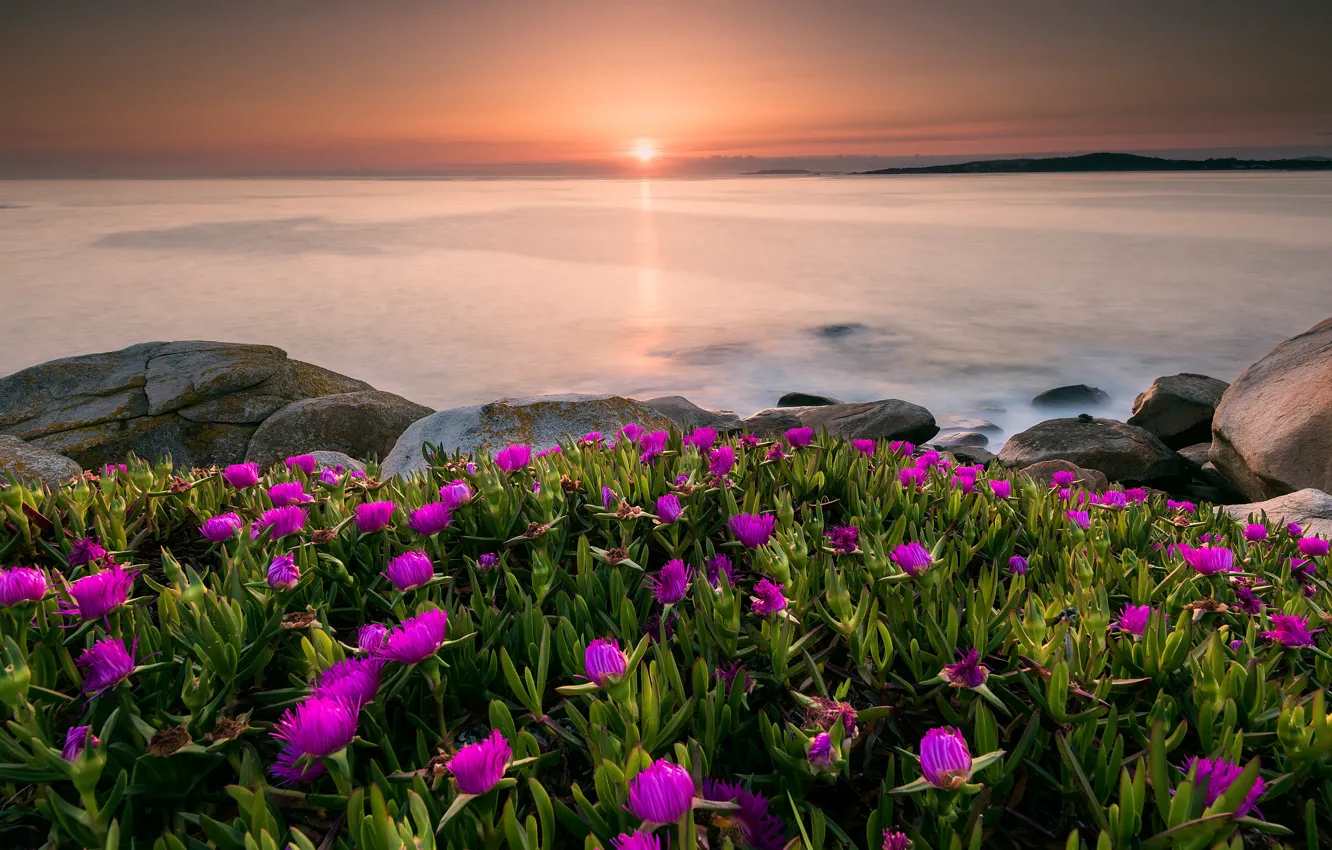 Photo wallpaper sea, summer, the sky, the sun, sunset, flowers, stones, dawn