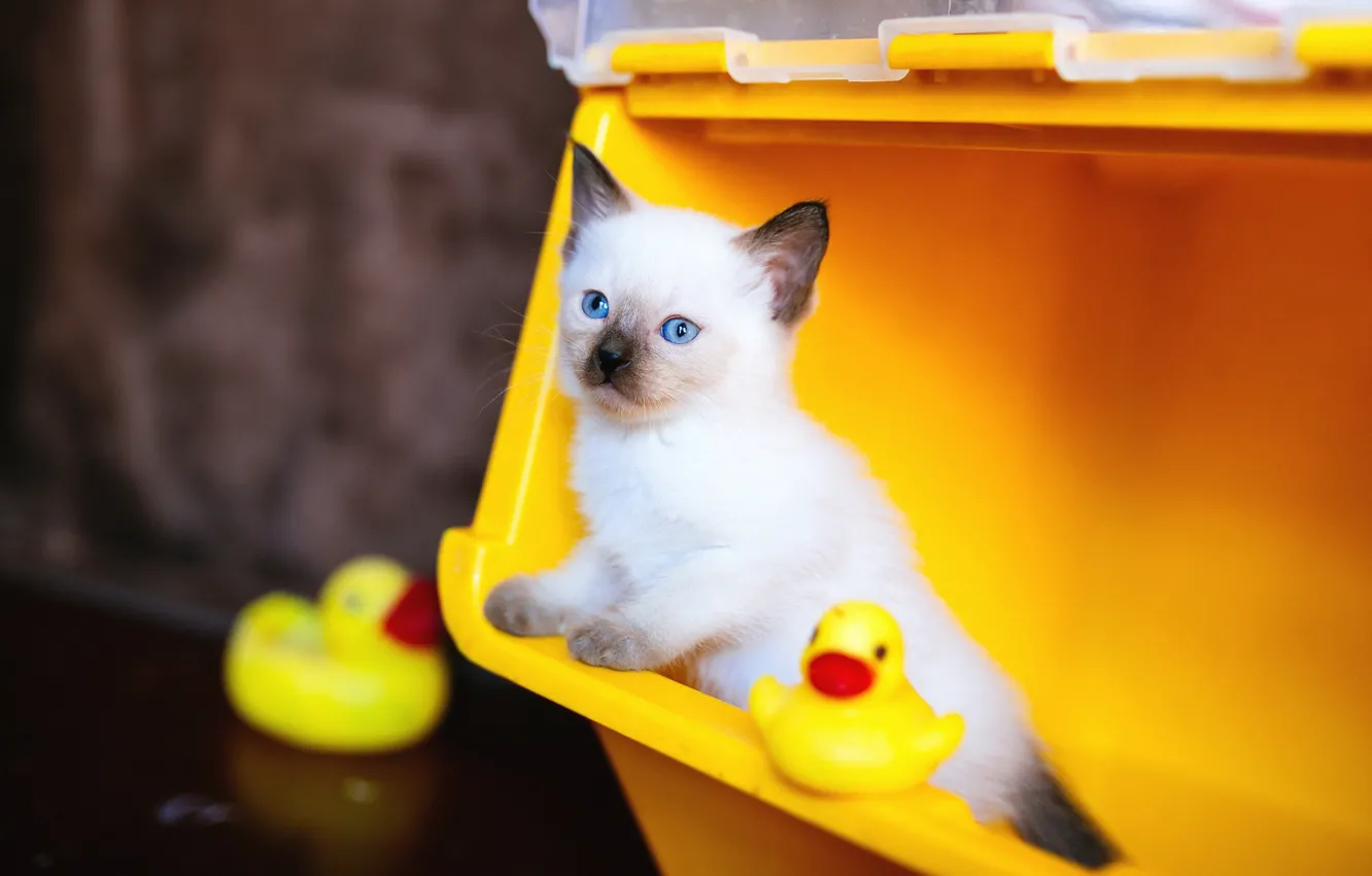 Photo wallpaper cat, cat, look, yellow, background, toy, container, kitty