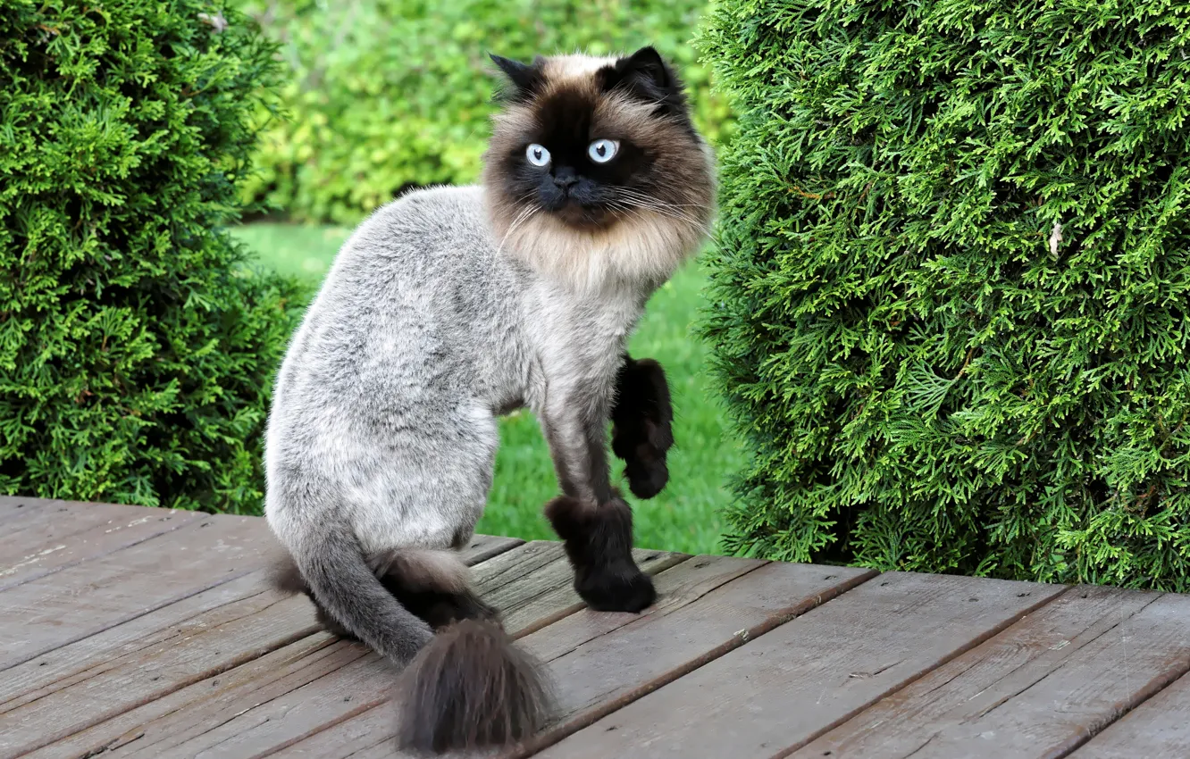 Photo wallpaper cat, style, haircut