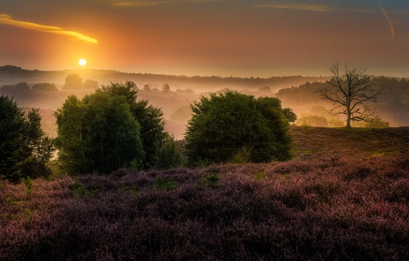 Photo wallpaper field, the sky, the sun, trees, sunset, flowers, fog, dawn