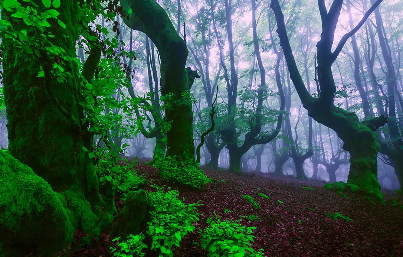 Photo wallpaper forest, leaves, trees, nature, fog