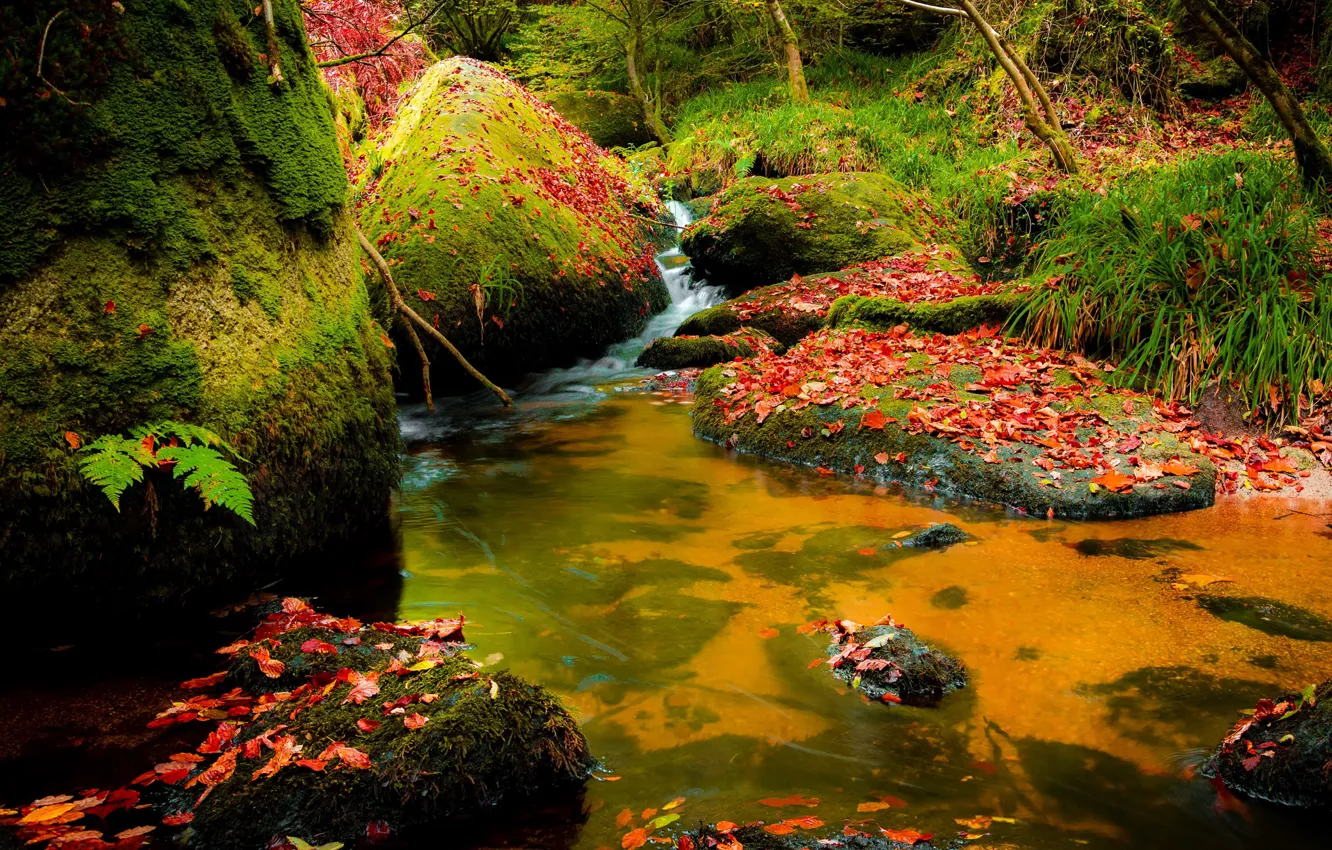 Photo wallpaper autumn, forest, leaves, stream, stones, moss