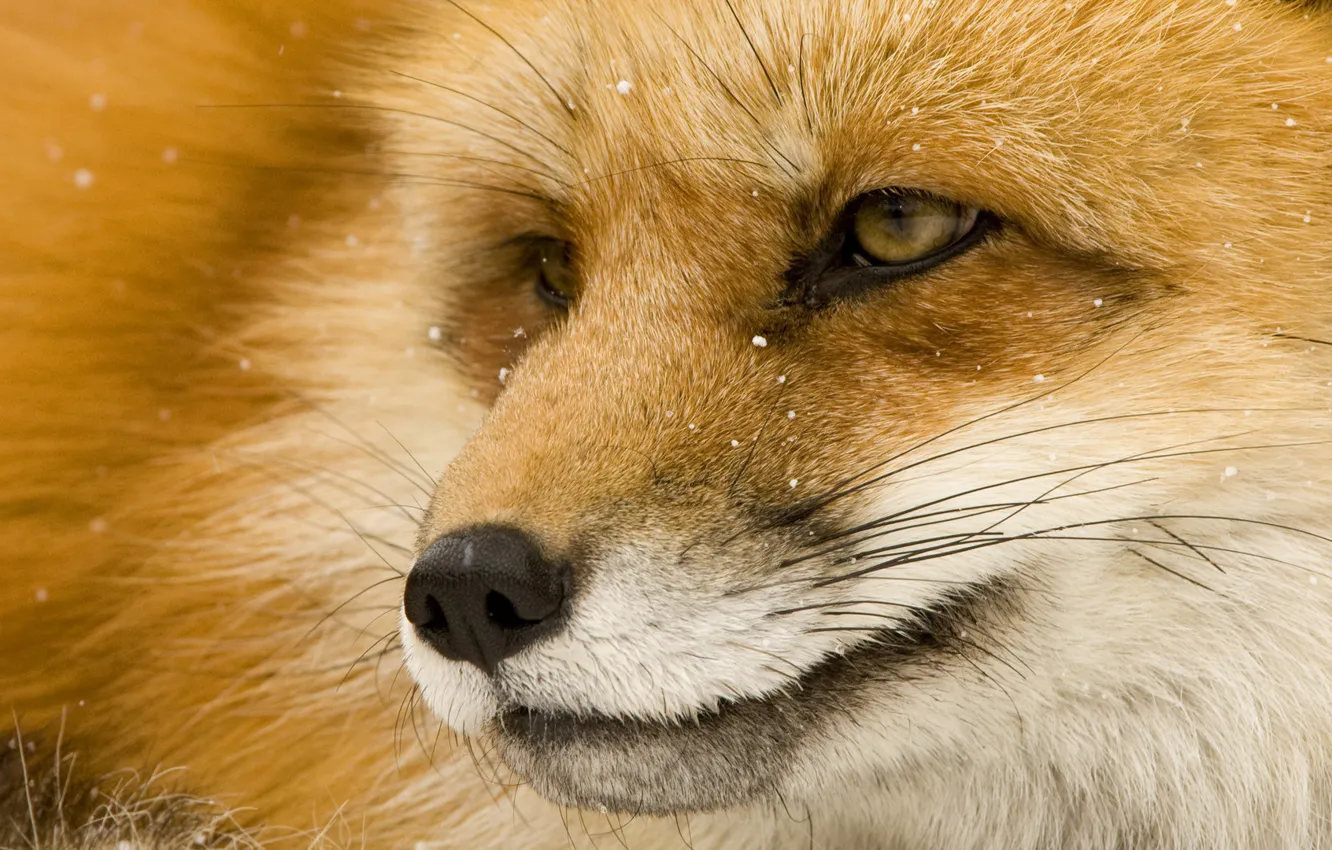 Photo wallpaper eyes, face, Fox