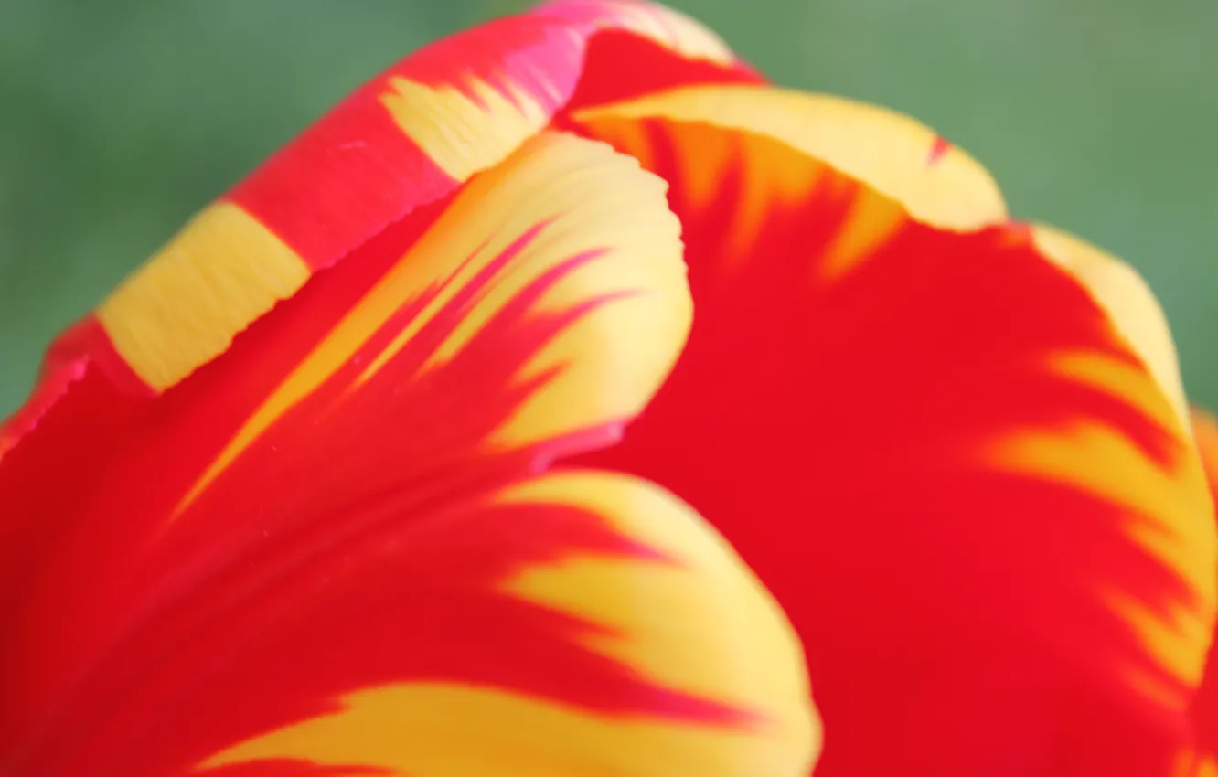 Photo wallpaper flower, summer, macro, Tulip, bright colors