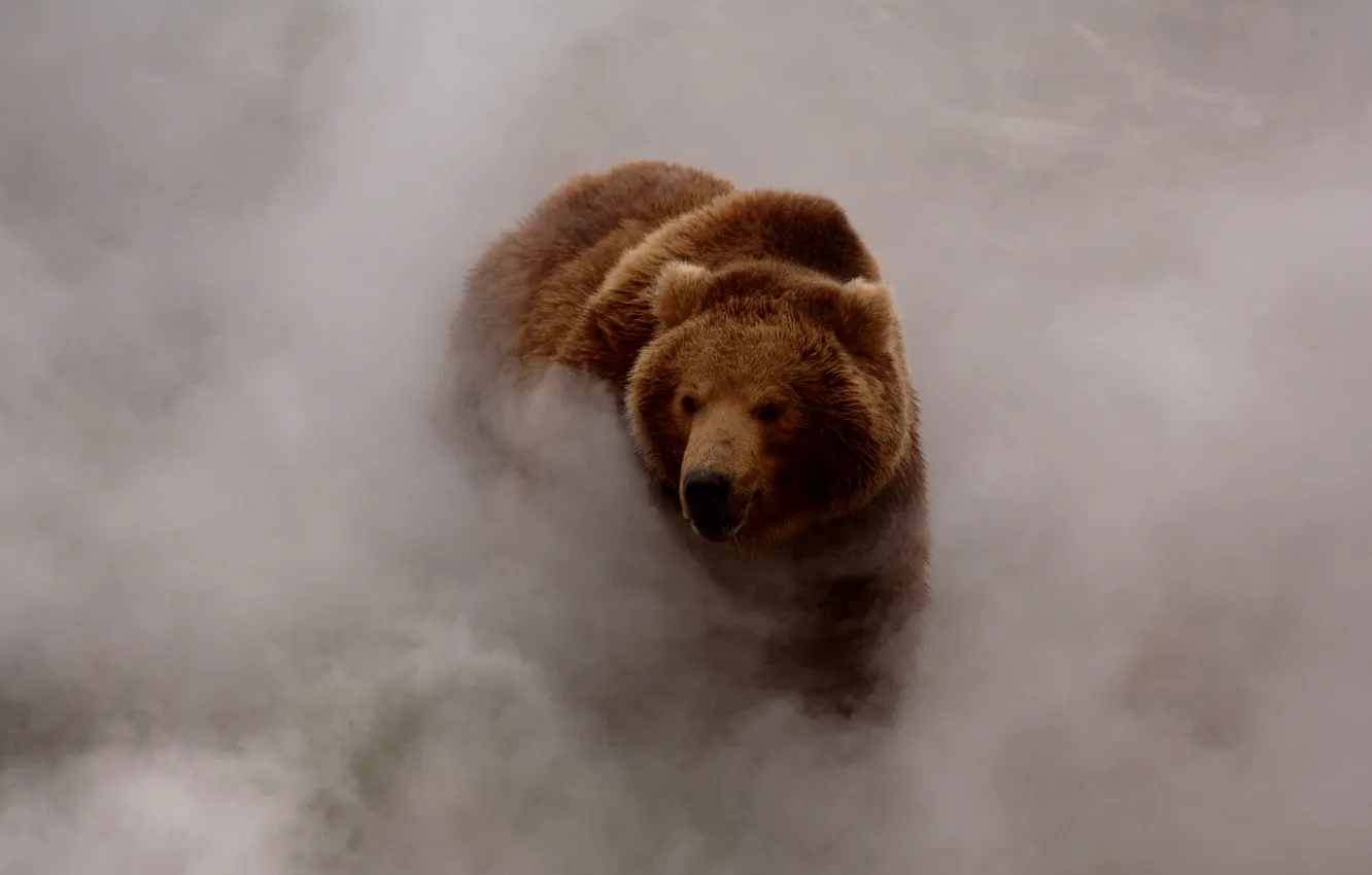 Photo wallpaper fog, smoke, bear, brown