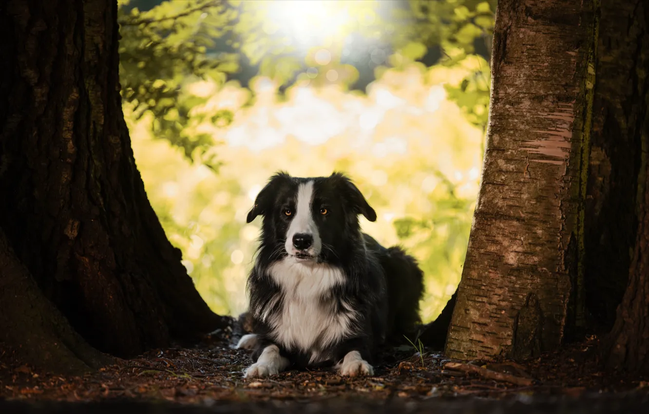 Photo wallpaper trees, nature, animal, trunks, dog, dog