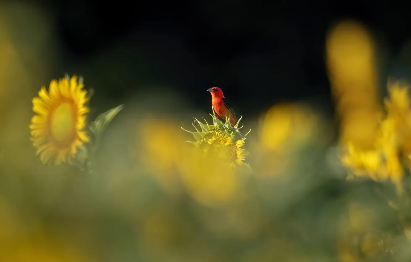 Photo wallpaper light, sunflowers, flowers, the dark background, bird, bokeh