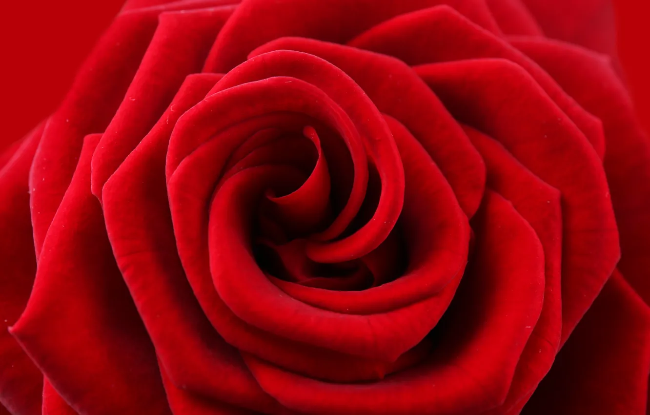Photo wallpaper flower, red, rose, petals, red, rose, flower