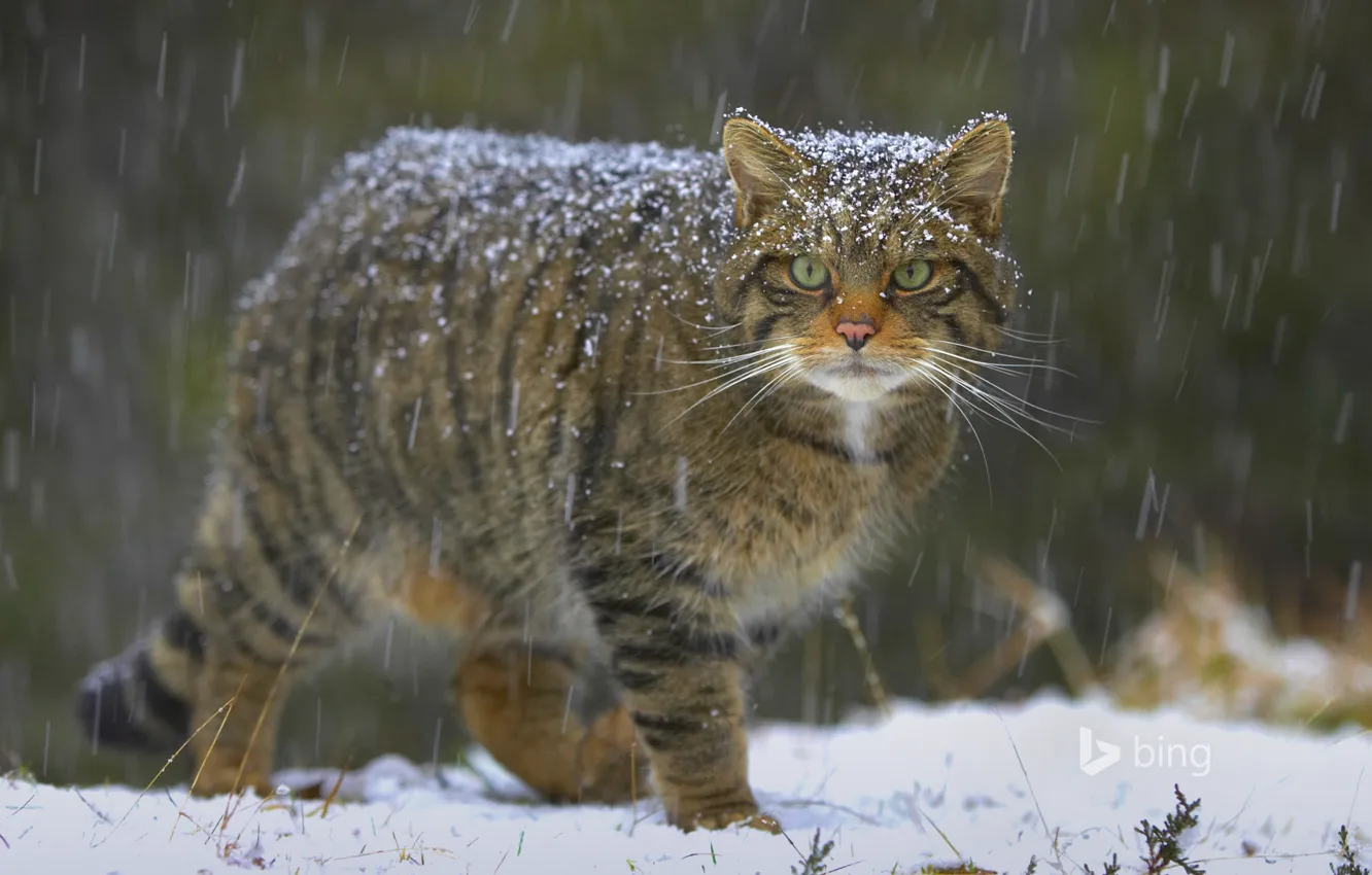 Photo wallpaper cat, snow, nature, Scotland, the European forest cat
