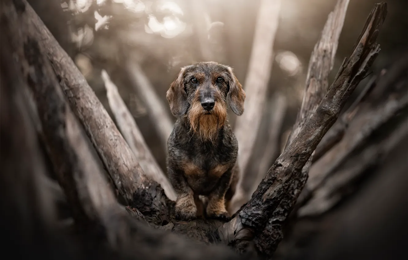 Photo wallpaper look, light, trees, branches, nature, dog, Dachshund, bitches