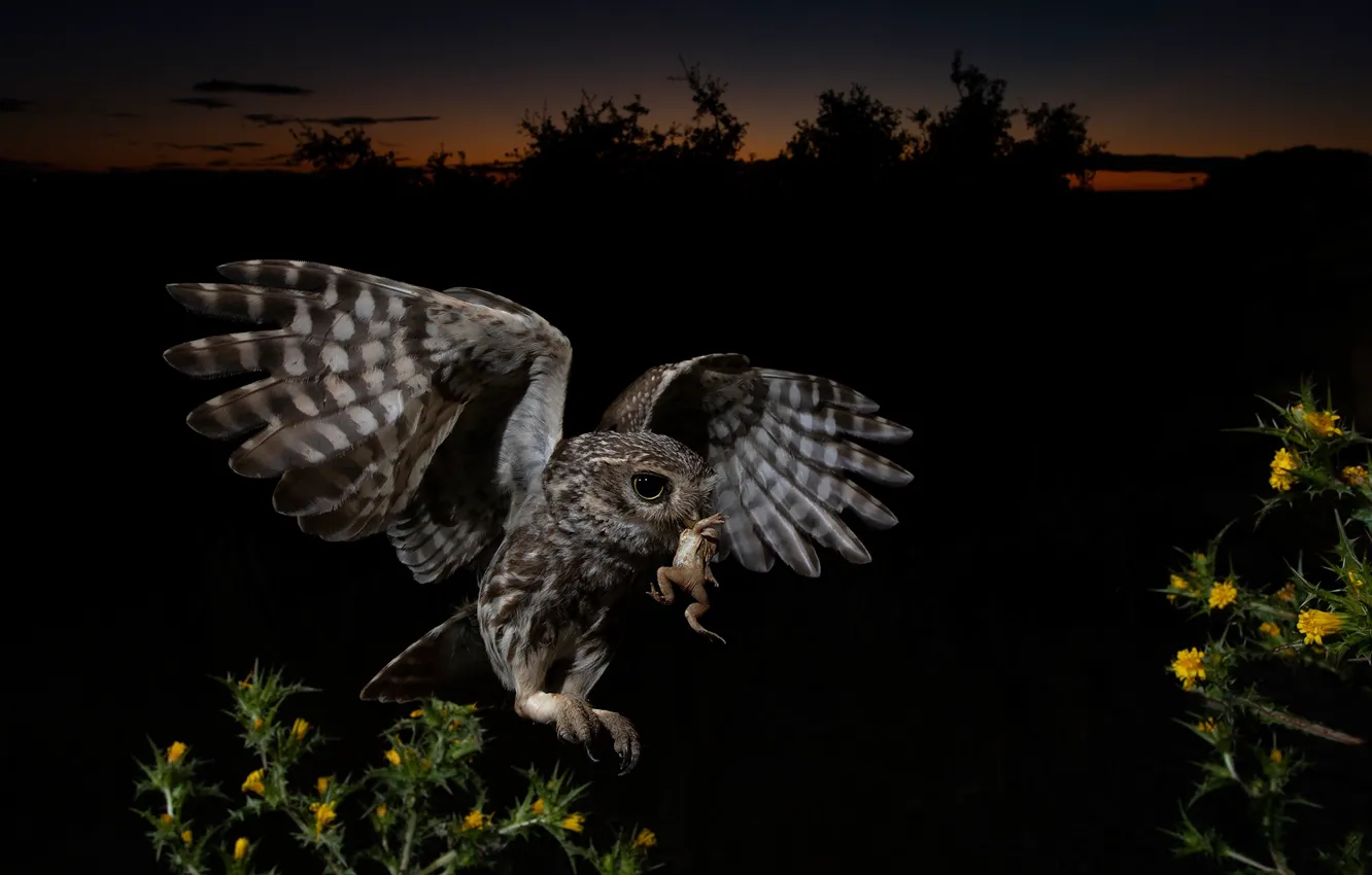 Photo wallpaper flight, night, owl, bird, frog, mining