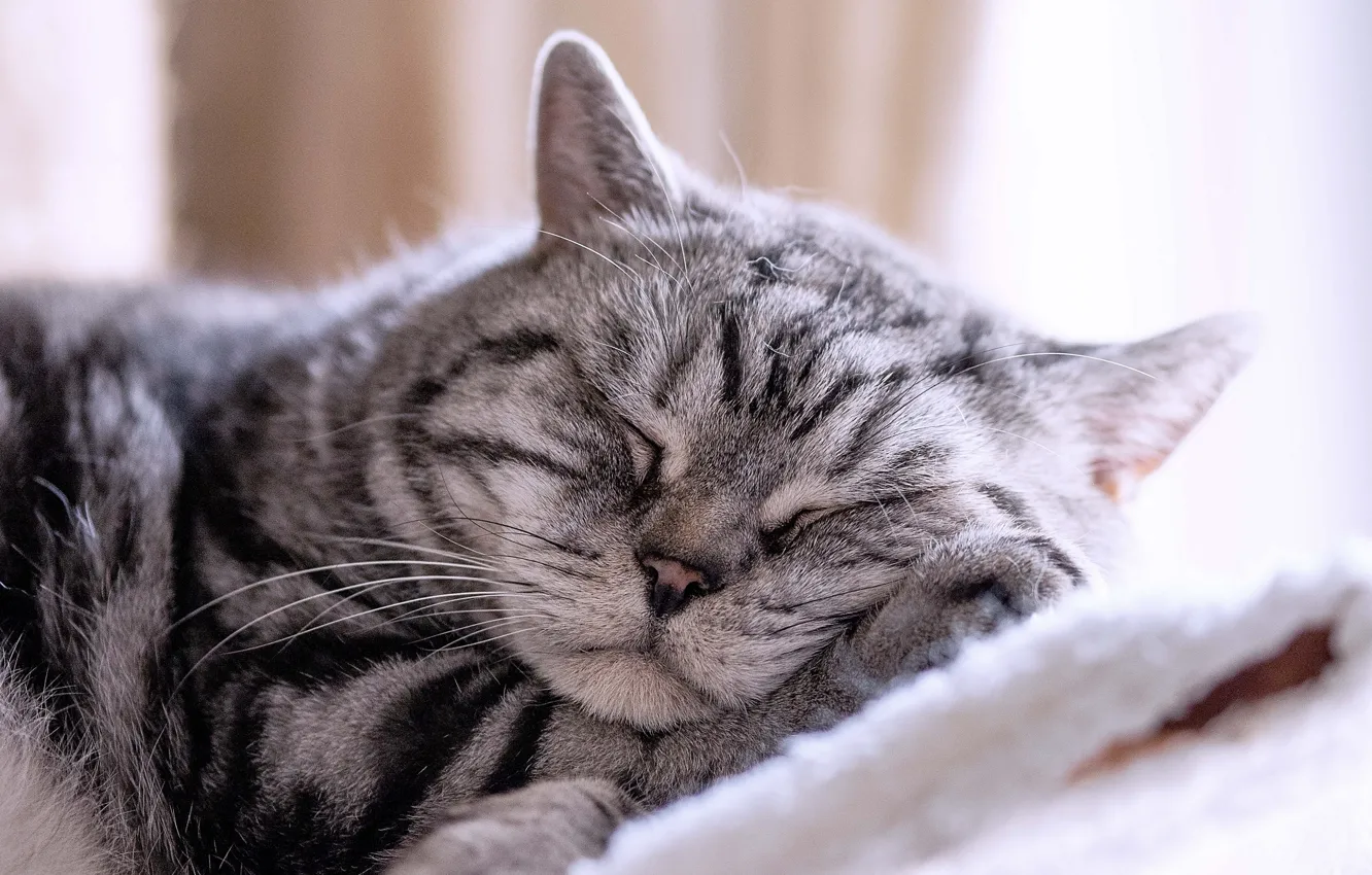 Photo wallpaper cat, stay, sleep, sleeping cat