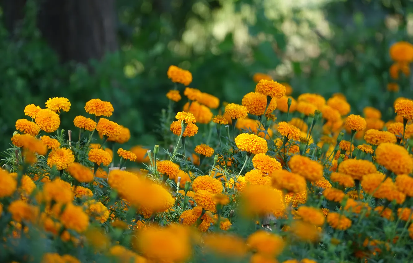 Photo wallpaper flowers, orange, flowerbed, marigolds
