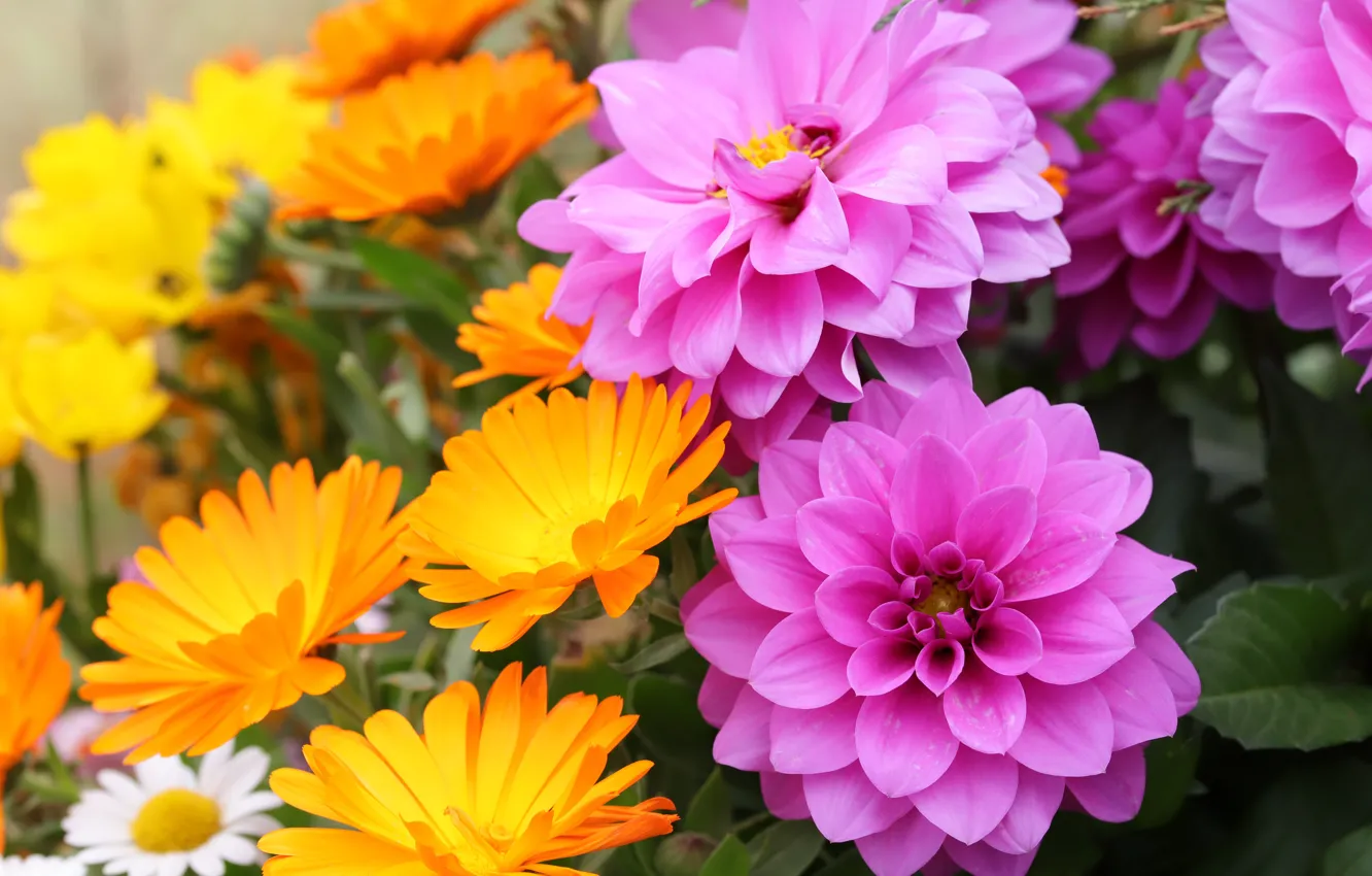 Photo wallpaper flowers, pink, dahlias