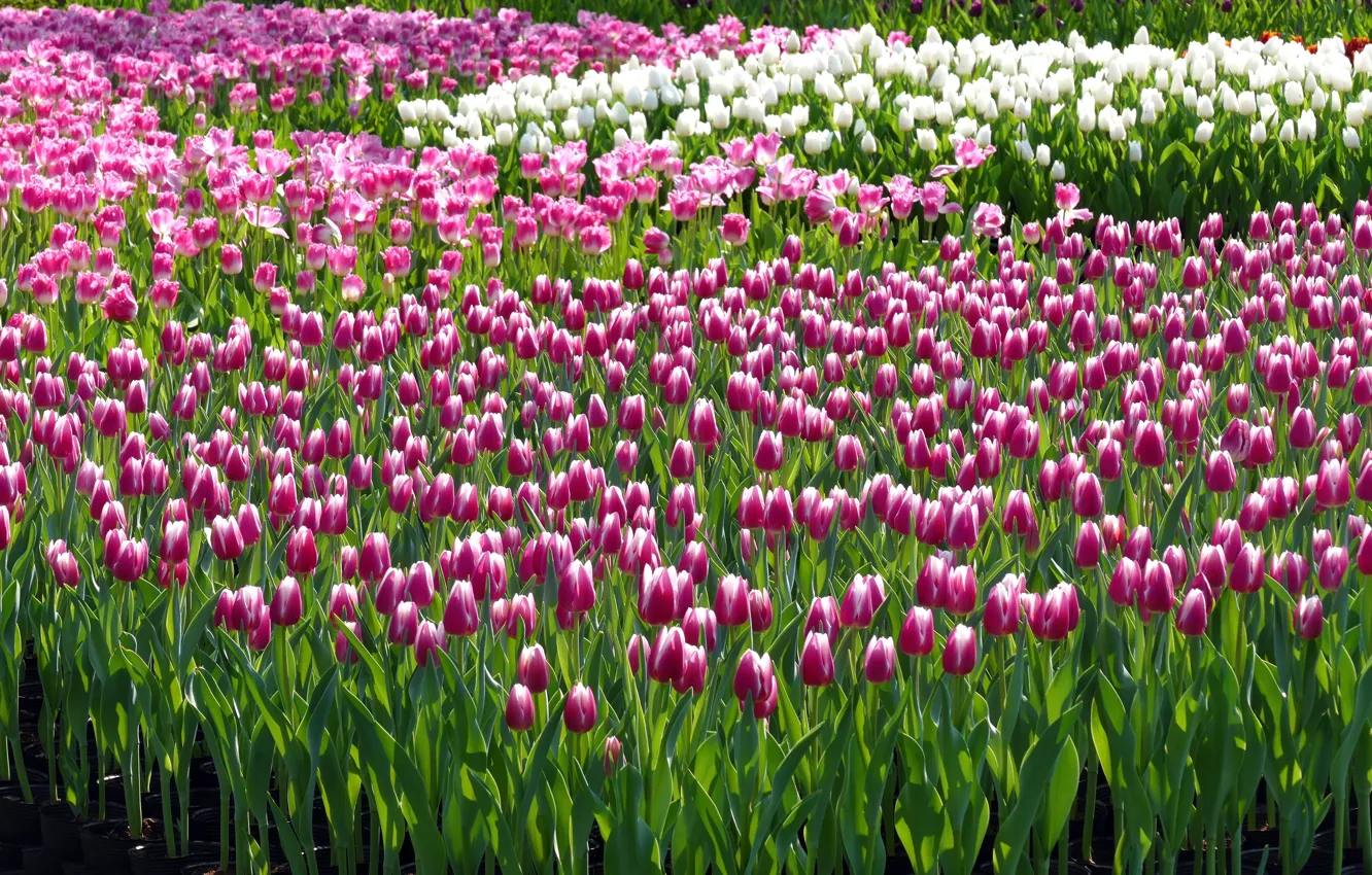 Photo wallpaper flowers, glade, spring, tulips, pink, flowerbed, a lot