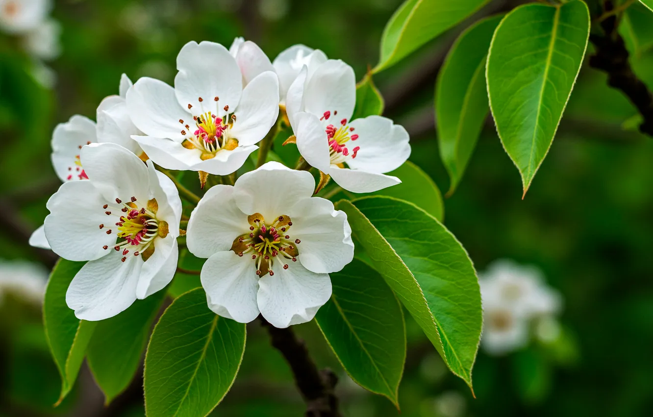 Photo wallpaper leaves, flowers, branches, background, Wallpaper, spring, wallpaper, pear