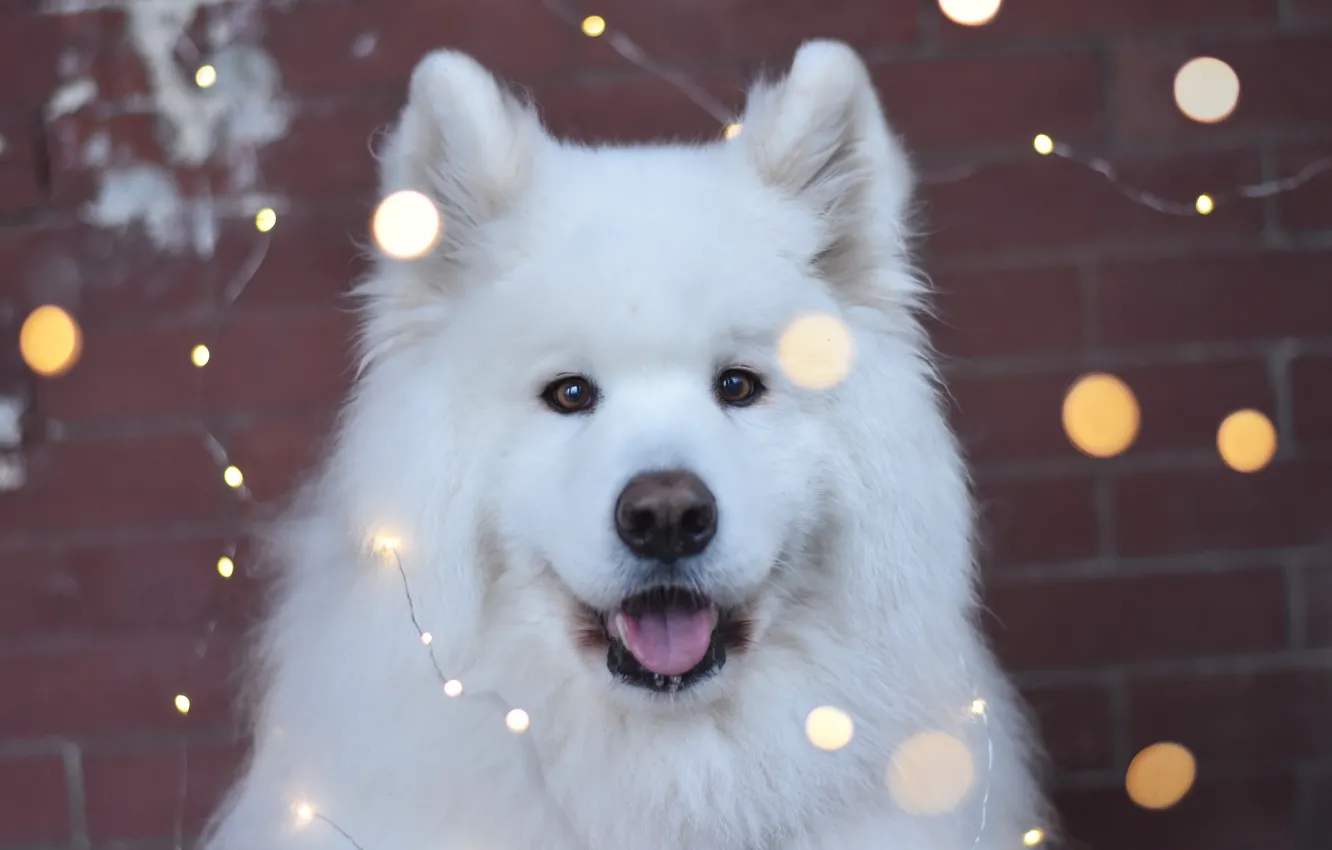 Photo wallpaper dog, look, pose, face, Samoyed