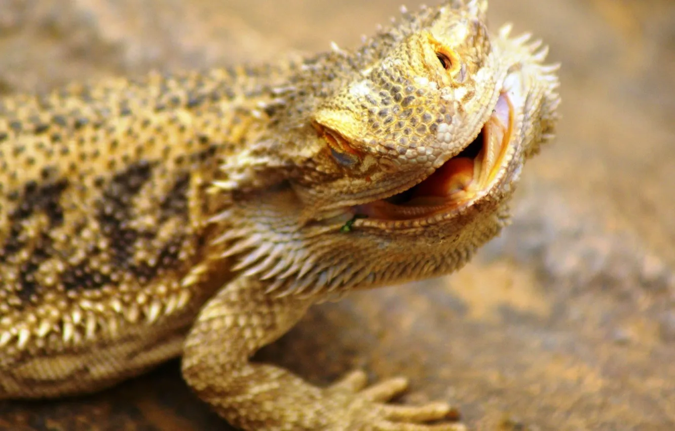 Photo wallpaper lizard, Agama