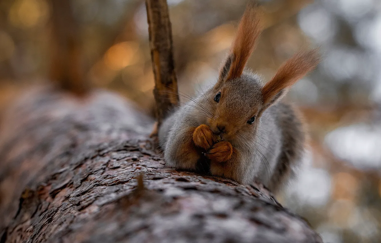 Photo wallpaper trees, protein, face, ears, bokeh, pet, Alexander Makeev