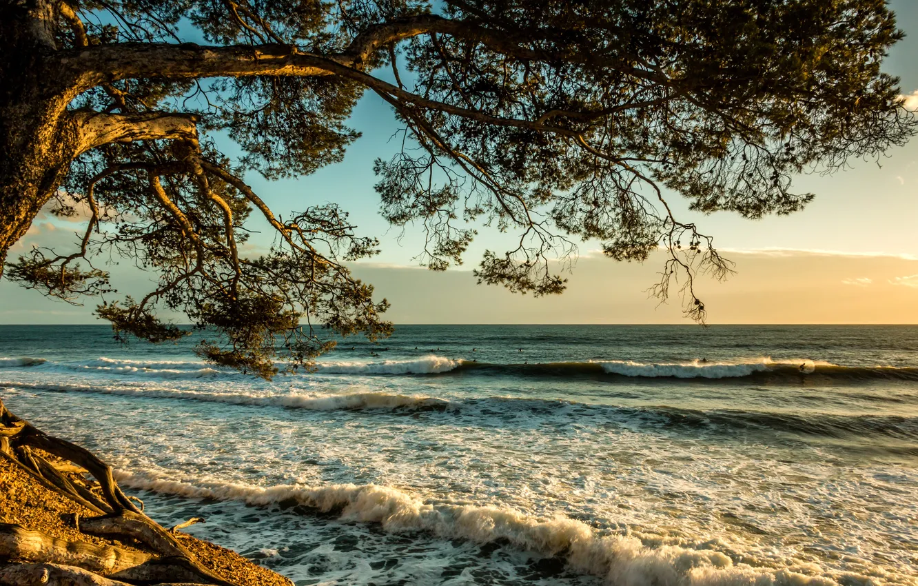 Photo wallpaper sea, wave, clouds, sunset, branches, tree, shore, France