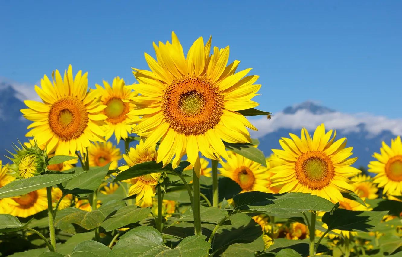 Photo wallpaper the sky, sunflowers, yellow, green, blue