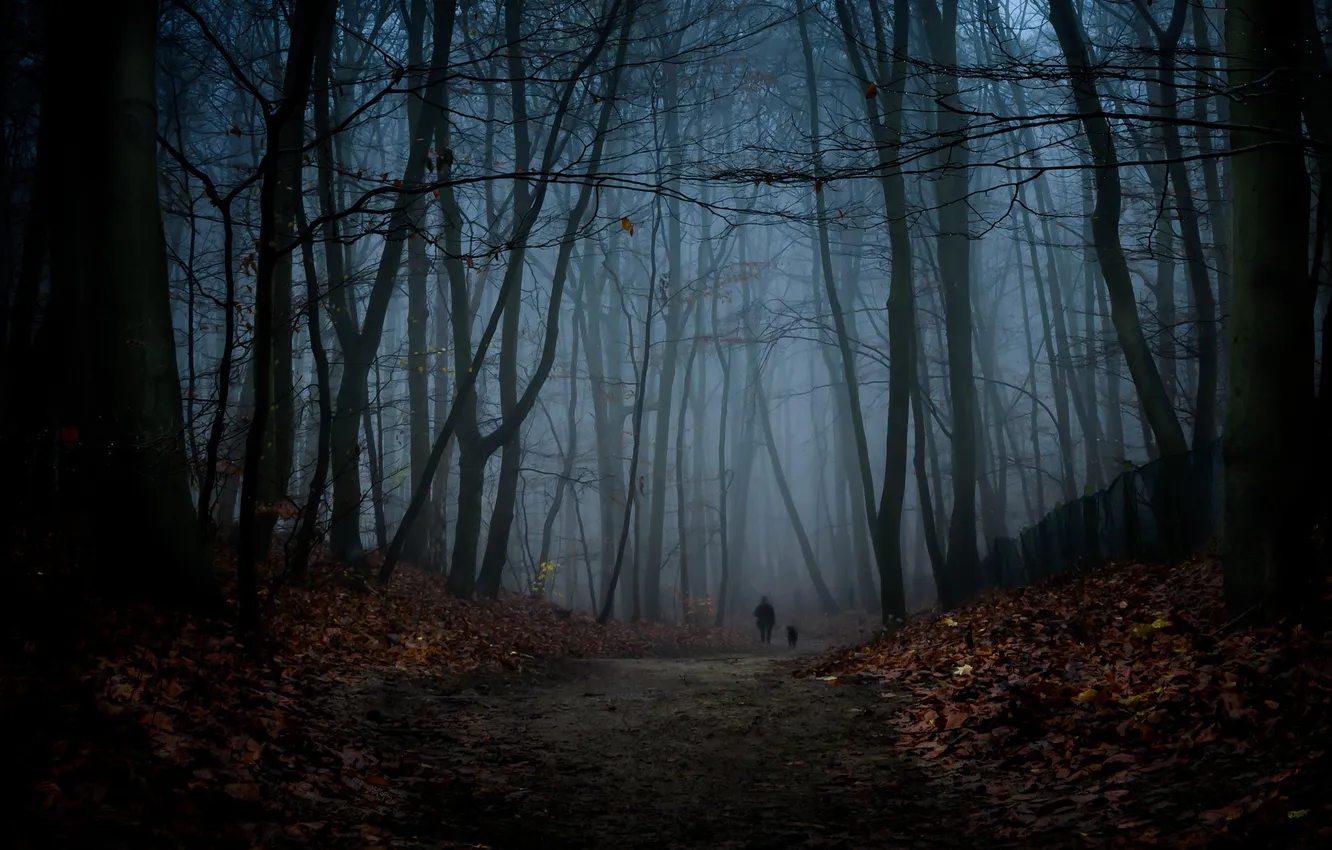 Photo wallpaper autumn, forest, leaves, trees, night, nature, silhouette