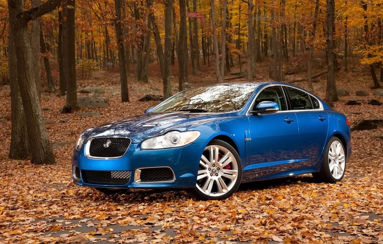 Photo wallpaper autumn, forest