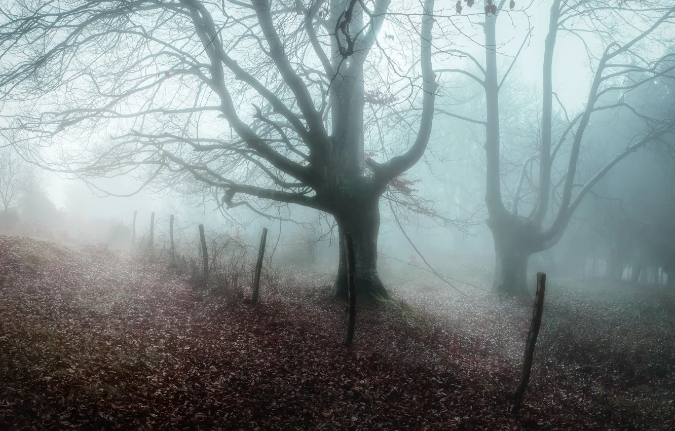 Photo wallpaper winter, fog, tree