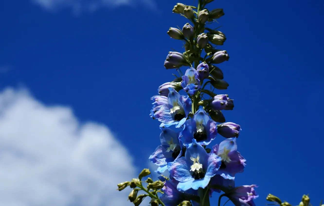 Photo wallpaper flower, sky, blue, blooming